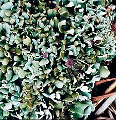 Cladonia sobolescens-2.jpg