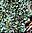 Cladonia sobolescens-2.jpg