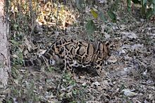 Panthère nébuleuse debout dans un tapis de feuilles mortes