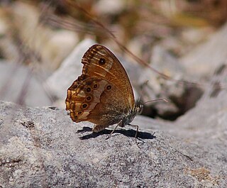 <i>Coenonympha dorus</i> Species of butterfly