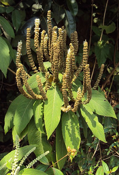 File:Colebrookea oppositifolia 07.JPG