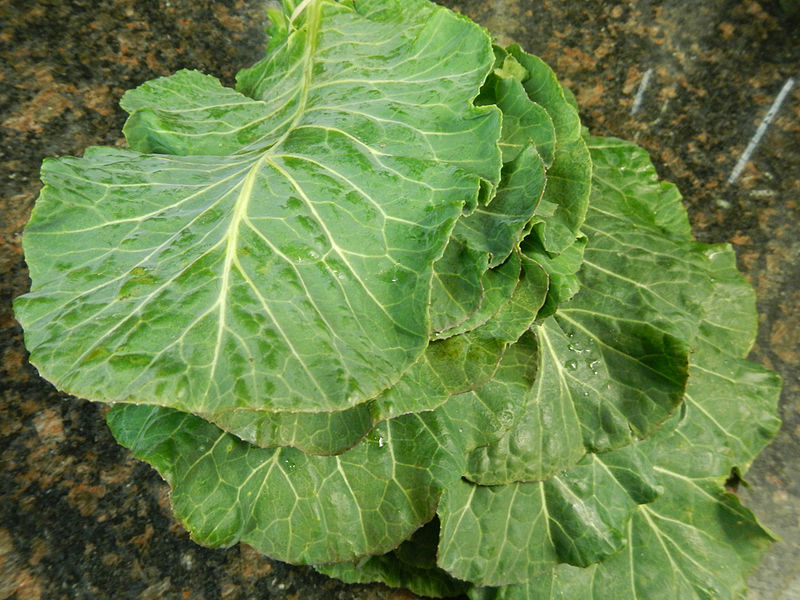 File:Collards.jpg