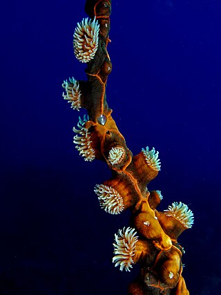 <i>Amphianthus</i> Genus of sea anemones