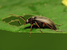 Androchirus erythropus Comb-clawed Beetle - Flickr - treegrow.jpg