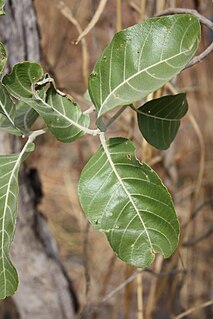 <i>Combretum glutinosum</i> species of plant