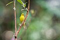 * Nomination Common Iora, Lovely singing bird. By User:Mildeep --Nirmal Dulal 09:15, 11 March 2024 (UTC) * Promotion  Support Good quality. --Pdanese 11:56, 11 March 2024 (UTC)