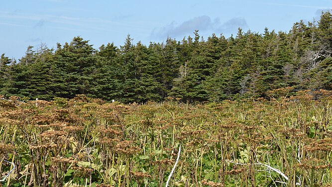 Hogweed (Heracleum sp.)