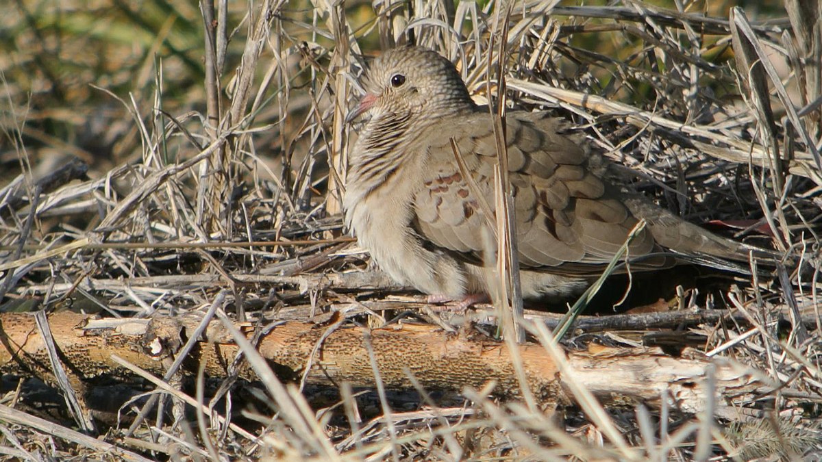 Common ground. Tongan ground dove. Columbina. Search common ground. Common ground dove перевод на русский.