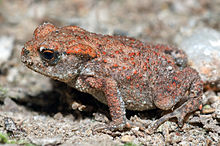 Bufo bufo, the common toad, was used in Jorg-Peter Ewert's studies of toad form vision Common Toad - young (aka).jpg