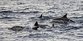 * Nomination Common dolphins (Delphinus delphis) --Charlesjsharp 22:03, 10 November 2022 (UTC) * Promotion  Support Good quality. --Acroterion 03:31, 11 November 2022 (UTC)