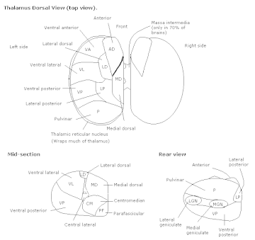 Thalamic reticular nucleus