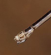 Copera marginipes, female