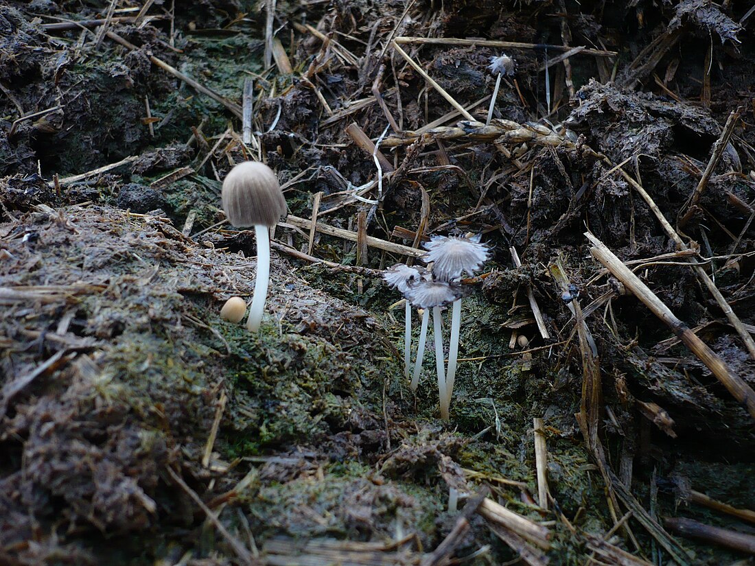 Coprinellus bisporiger