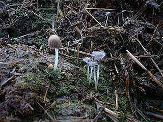 <i>Coprinellus bisporus</i> Species of fungus