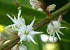 Cordyline australis