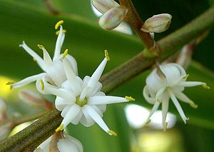 Cordyline Australis