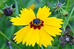 Thumbnail for Coreopsis basalis