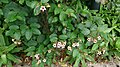 Tirbuşon Çiçeği (Strophanthus preussii) 2.jpg