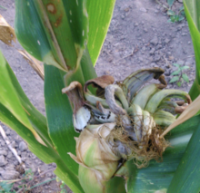 Ear of corn infected with Ustilago maydis Corn smut on an ear of corn.png