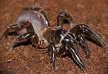 Corsican Trapdoor Spider (Cteniza sauvagesi) (16586173944).jpg