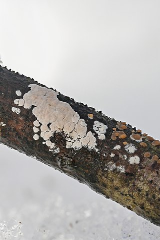 <i>Corticium</i> (fungus) Genus of fungi