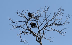 Corvus minutus, Najasa, Camagüey, Cuba 3.jpg