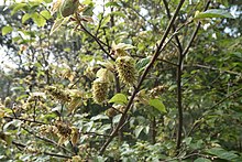 Corylopsis multiflora Corylopsis multiflora.jpg