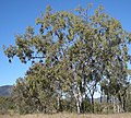 Thumbnail for Corymbia dallachiana