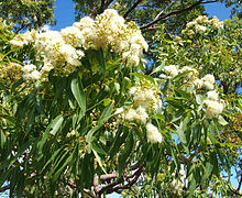 Flowers and foliage. Corymbia intermedia flowers and foliage 2.jpg