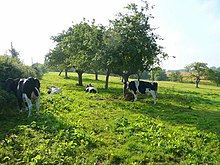 Cows in summer pasture - geograph.org.uk - 895217.jpg