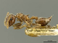 Crematogaster carinata ant