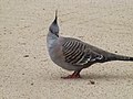 Crested pigeon 02.jpg