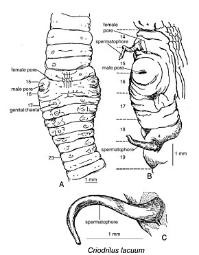 Billedbeskrivelse Criodrilus lacuum.jpg.