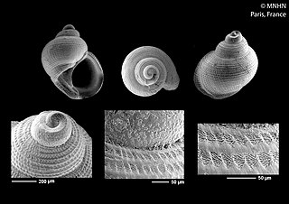 <i>Crossolida</i> Genus of gastropods