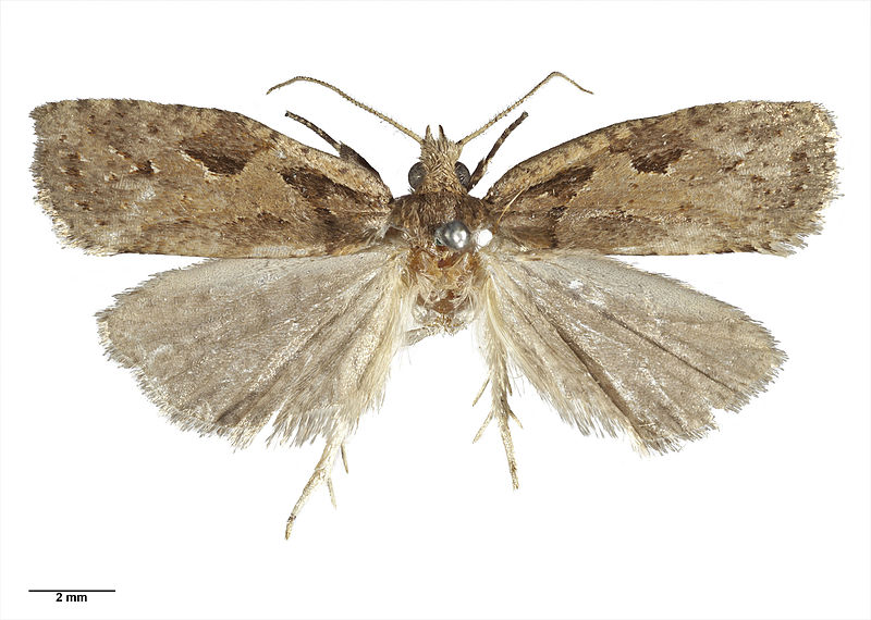 File:Ctenopseustis fraterna (Philpott, 1930) AMNZ21947.jpg