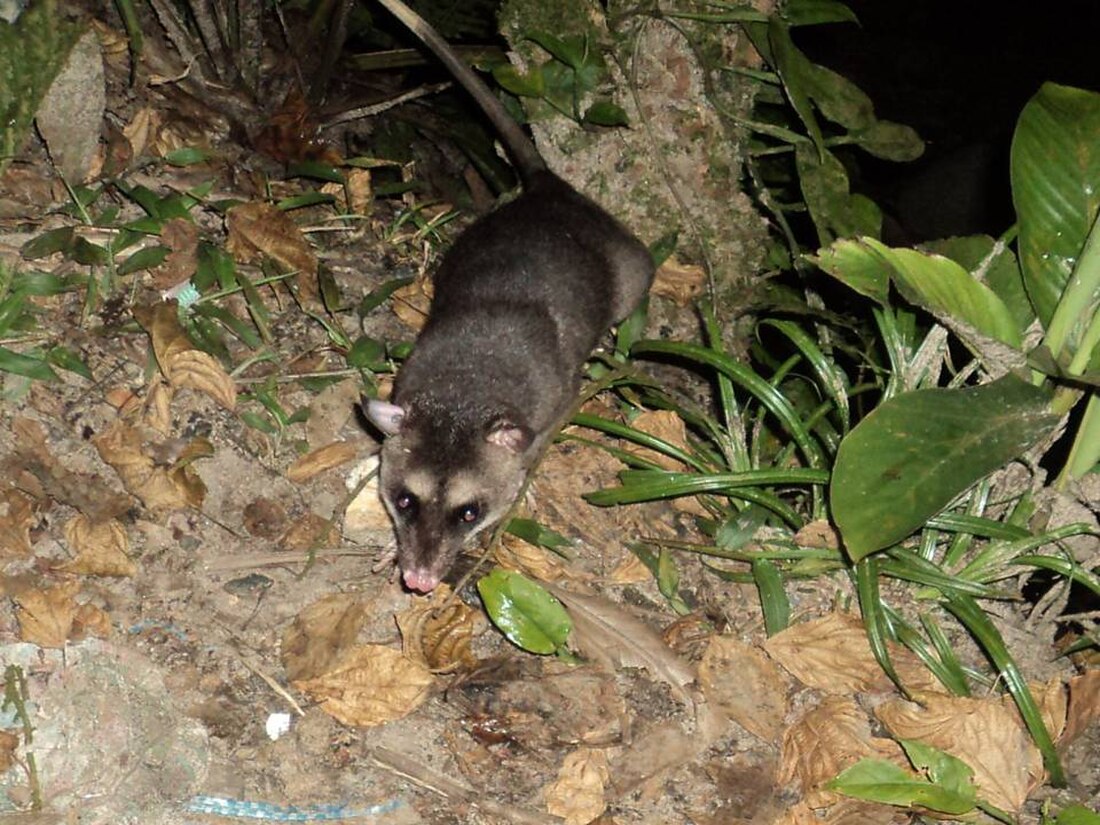 Gray four-eyed opossum