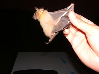 <i>Cynopterus</i> Genus of bats