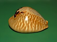 Cypraeidae - Muracyprea mus - Venezuela, Amway Bay-1.JPG