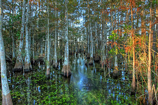 South Florida cypress dome Plant community of Florida, US