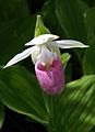 Cypripedium reginae