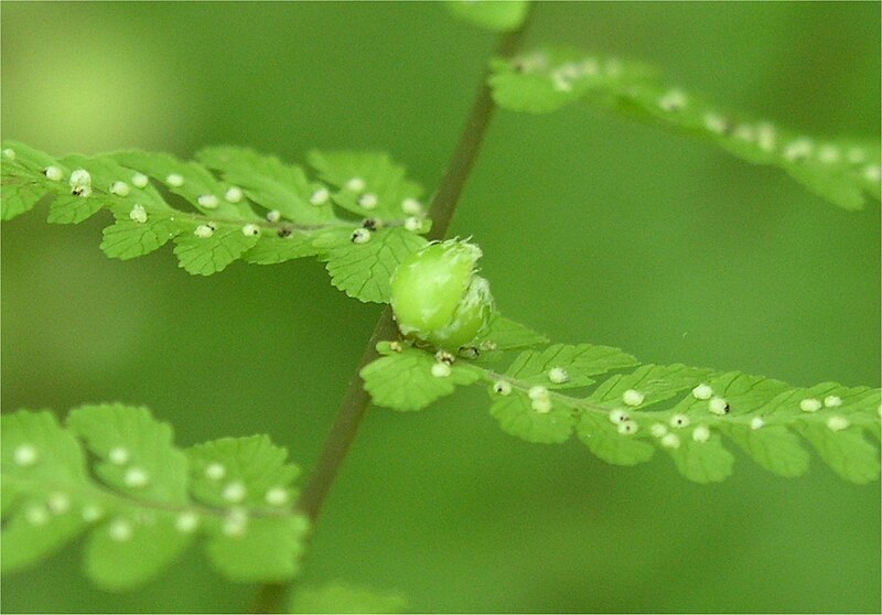 File:Cystopteris bulbifera bulblet.jpg