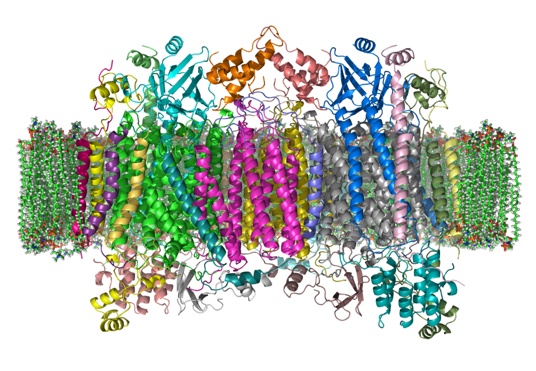 Cytochroom-c-oxidase