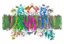 Cytochrom-c-Oxidase