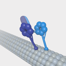 A cytoplasmic dynein motor bound to a microtubule. CytoplasmicDyneinOnMT noLabels.png