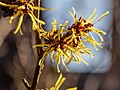 * Nomination Witch-hazel in Hausdülmen, Dülmen, North Rhine-Westphalia, Germany --XRay 03:45, 30 April 2021 (UTC) * Promotion  Support Good quality.--Agnes Monkelbaan 04:21, 30 April 2021 (UTC)