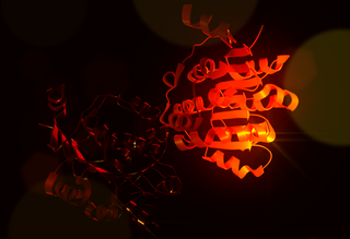 DDX5 protein-coding gene in the species Homo sapiens