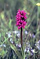 Dactylorhiza incarnata subsp. cruenta Italy