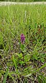 Dactylorhiza incarnata Germany - Neumalsch