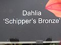 Dahlia 'Schipper's Bronze' 3.jpg
