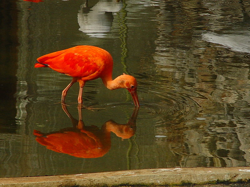 File:Darica ibis 02274.jpg